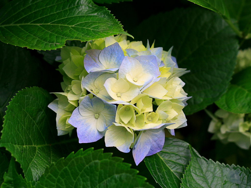 芒果信息技术有限公司
